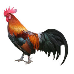 Chicken Cock