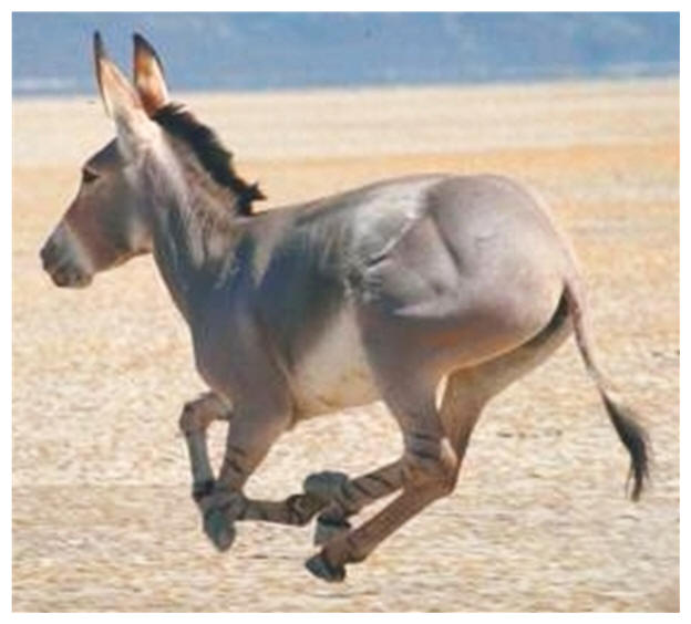 galloping donkey, a cross between a donkey and zebra