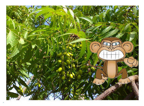 Monkey on a neem tree barring its teeth to the tormentor.