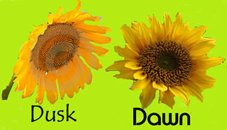 sunflower in the dawn and dusk